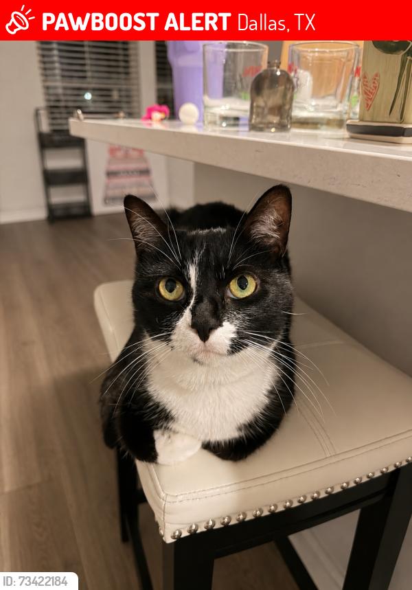 Lost Female Cat last seen In gated Neighborhood, Dallas, TX 75228