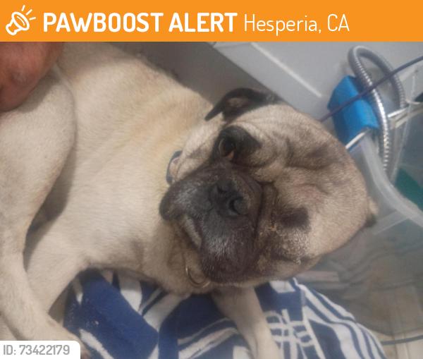 Found/Stray Male Dog last seen Escondido and ranchero, Hesperia, CA 92340