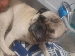 Found/Stray Male Dog last seen Escondido and ranchero, Hesperia, CA 92340
