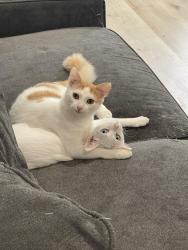 Lost Male Cat last seen Carson, Lynwood, CA 90262