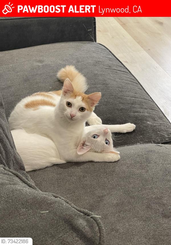 Lost Male Cat last seen Carson, Lynwood, CA 90262
