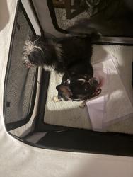 Found/Stray Female Dog last seen Quail creek, Bakersfield, CA 93314