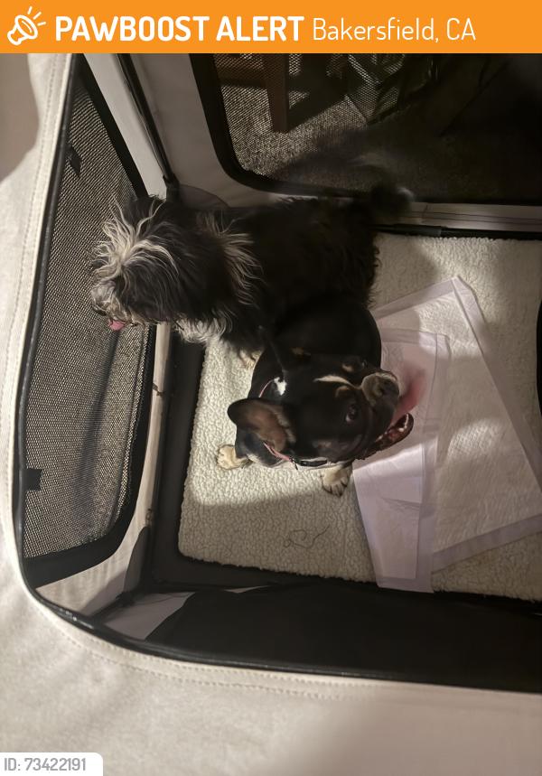 Found/Stray Female Dog last seen Quail creek, Bakersfield, CA 93314