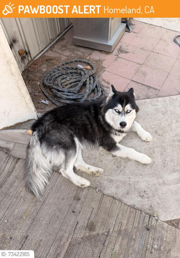 Found/Stray Male Dog last seen Melba and allen, Homeland, CA 92548