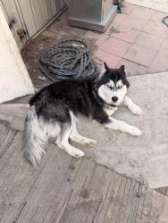 Found/Stray Male Dog last seen Melba and allen, Homeland, CA 92548