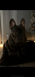 Lost Male Dog last seen Skyborn, Desert Hot Springs, CA 92240