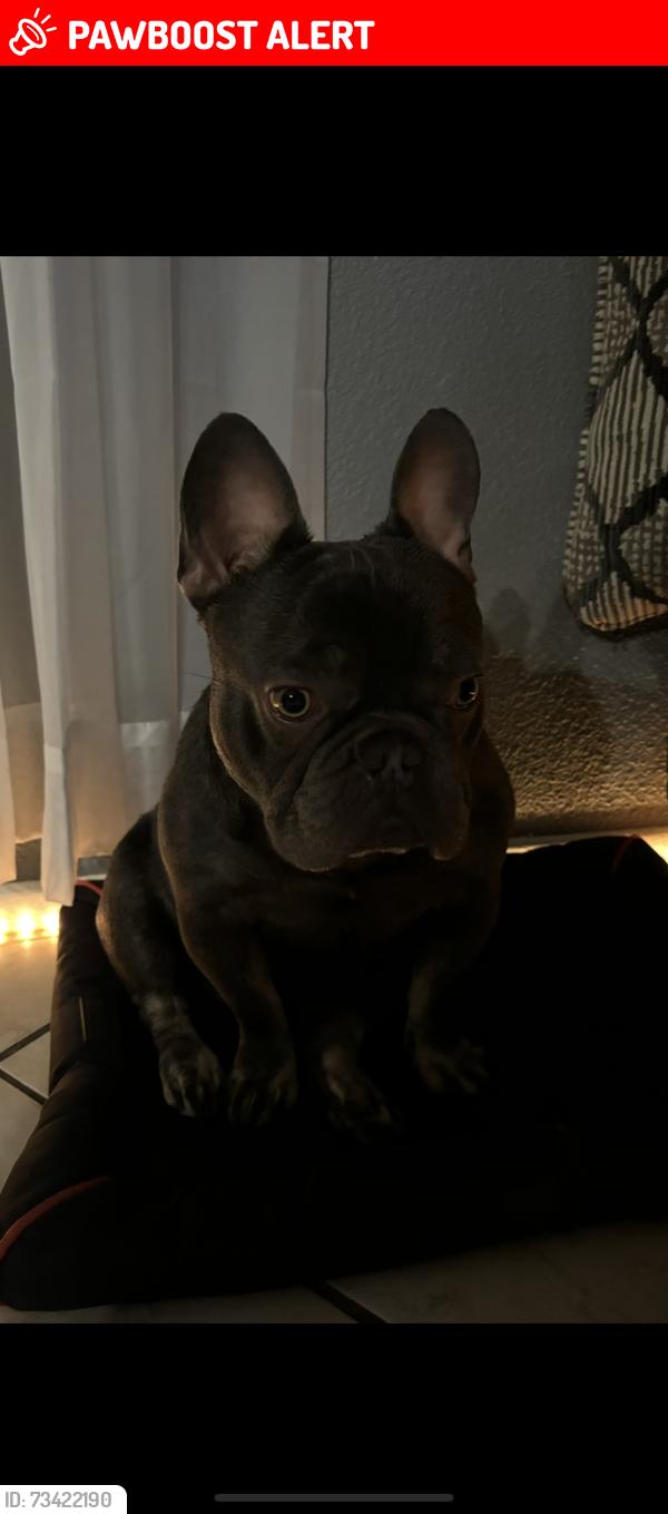 Lost Male Dog last seen Skyborn, Desert Hot Springs, CA 92240