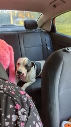 Reunited Male Dog last seen Near flt Rock Elementary, Mount Airy, NC 27030