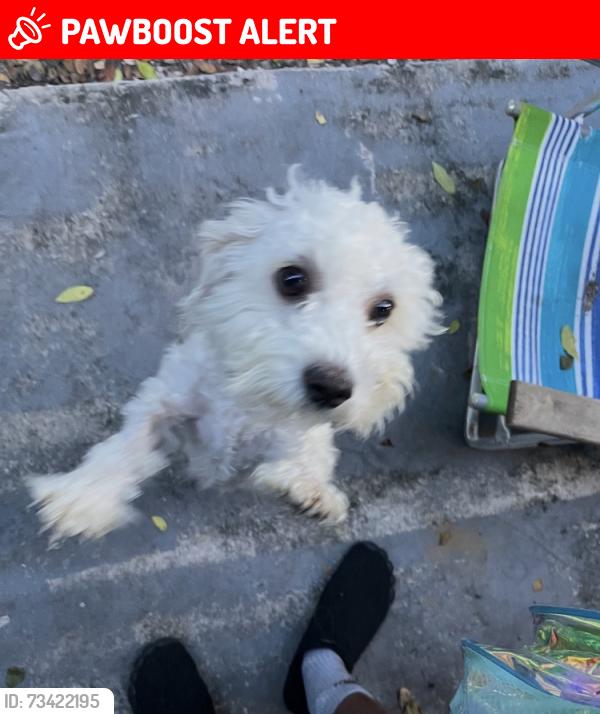 Lost Male Dog last seen Blue heron, West Palm Beach, FL 33404