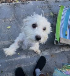 Lost Male Dog last seen Blue heron, West Palm Beach, FL 33404