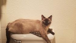 Lost Female Cat last seen South 10th ave and west apache, Purcell, OK 73080