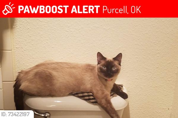 Lost Female Cat last seen South 10th ave and west apache, Purcell, OK 73080