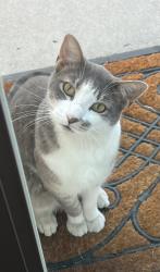 Lost Male Cat last seen Kaiser Avenue, Fontana, Fontana, CA 92336