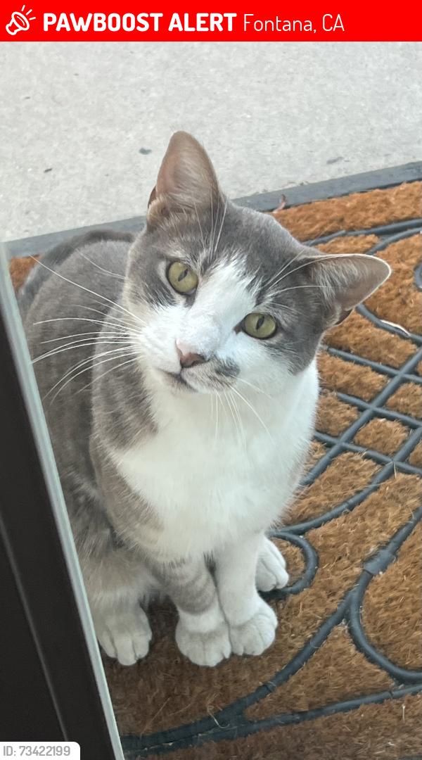 Lost Male Cat last seen Kaiser Avenue, Fontana, Fontana, CA 92336