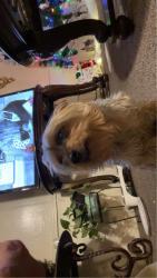 Lost Male Dog last seen S walnut st or s triviz, Las Cruces, NM 88001