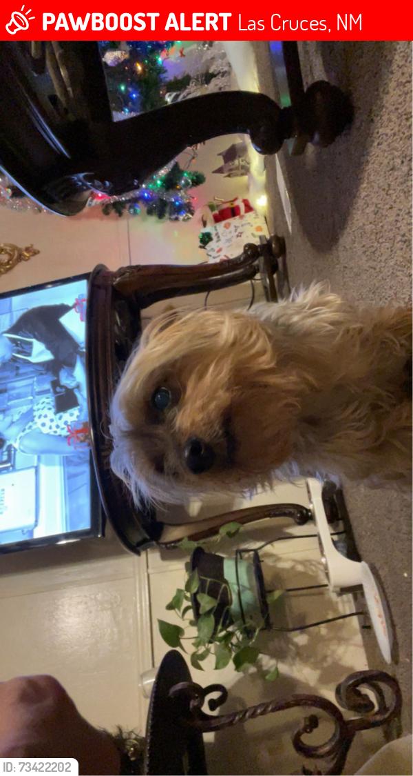 Lost Male Dog last seen S walnut st or s triviz, Las Cruces, NM 88001