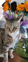 Lost Female Cat last seen Louie Pompeii park, Glendora, CA 91740