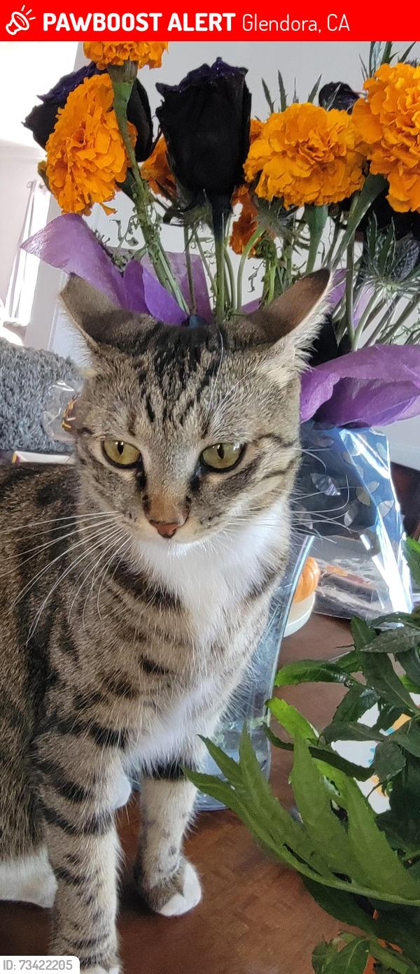 Lost Female Cat last seen Louie Pompeii park, Glendora, CA 91740