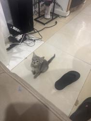 Lost Female Cat last seen Close to the church, The Bronx, NY 10473