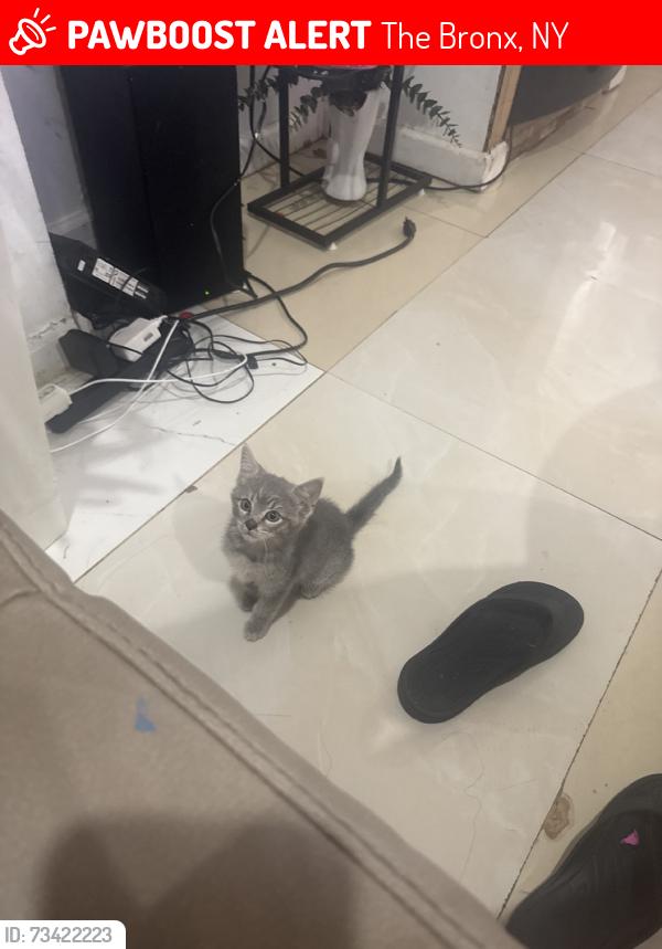 Lost Female Cat last seen Close to the church, The Bronx, NY 10473