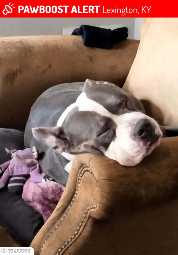 Lost Male Dog last seen Walgreens Mount Tabor Road, Lexington, KY 40502