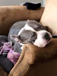 Lost Male Dog last seen Walgreens Mount Tabor Road, Lexington, KY 40502