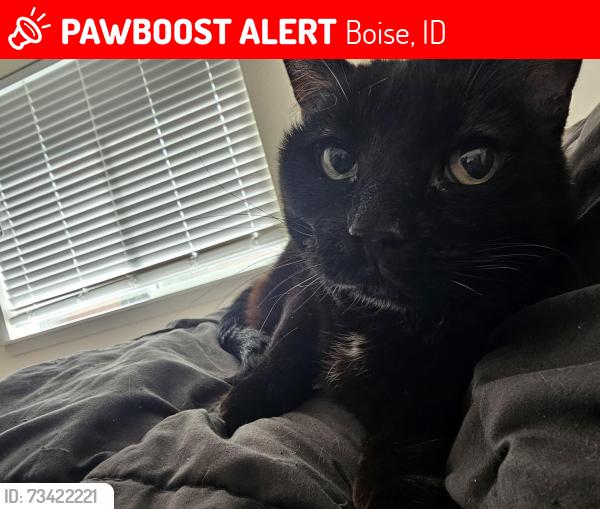 Lost Female Cat last seen Franklin and allumbaugh, Boise, ID 83704