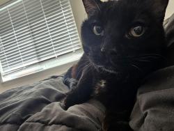 Lost Female Cat last seen Franklin and allumbaugh, Boise, ID 83704