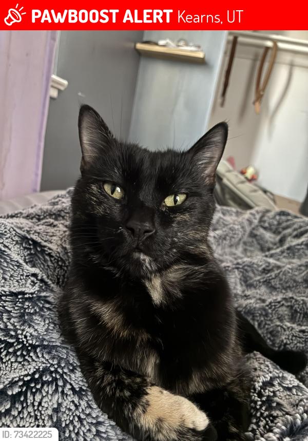 Lost Female Cat last seen Near W 5055 S, Kearns, UT 84118