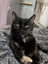 Lost Female Cat last seen Near W 5055 S, Kearns, UT 84118
