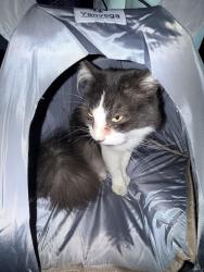 Reunited Male Cat last seen 9th ave E Spanaway, Spanaway, WA 98387