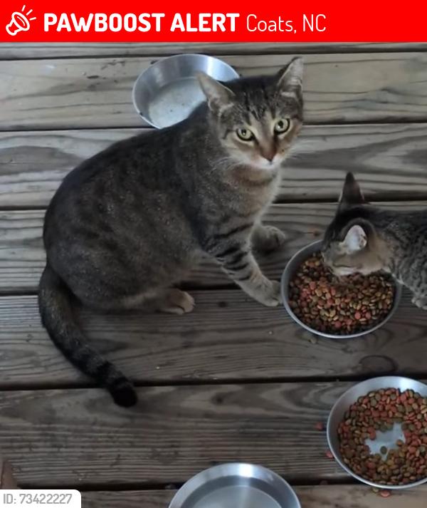 Lost Female Cat last seen NC 27E and Bill Avery, Coats, NC 27521