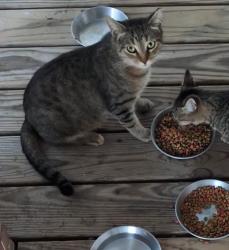 Lost Female Cat last seen NC 27E and Bill Avery, Coats, NC 27521