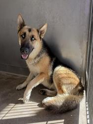 Shelter Stray Male Dog last seen Near BLOCK BOYLE AV, 333 Chandler Pl, San Bernardino, CA 92408, USA