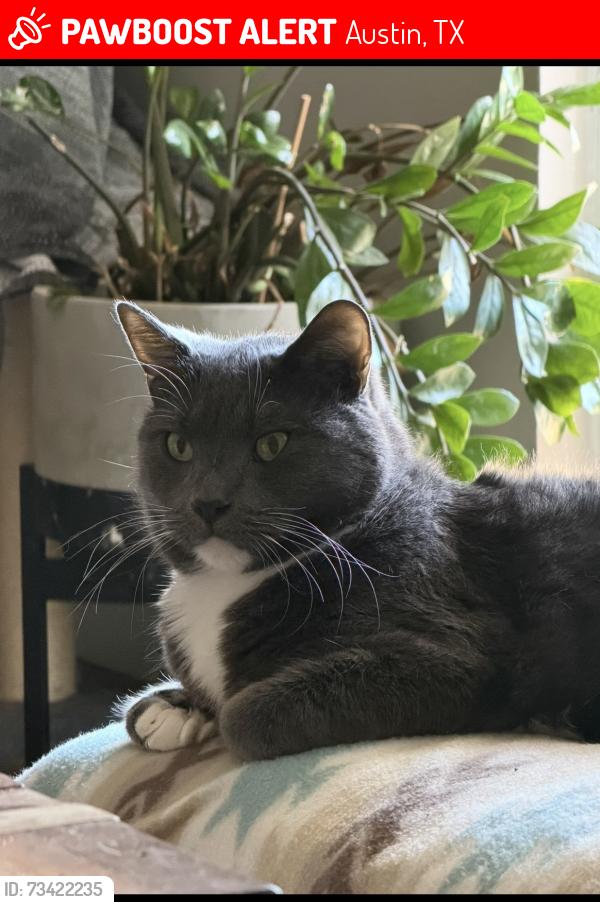 Lost Male Cat last seen Austin colony boulevard, Austin, TX 78725