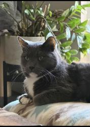 Lost Male Cat last seen Austin colony boulevard, Austin, TX 78725