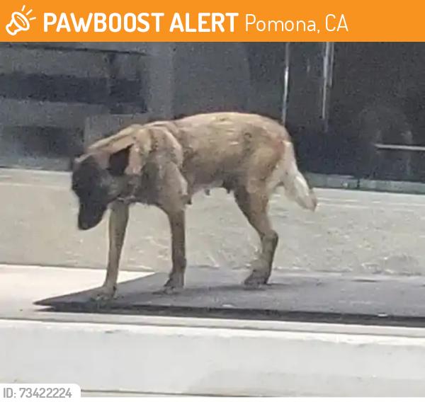 Found/Stray Female Dog last seen Near Rio Rancho Rd, Pomona, Pomona, CA 91799