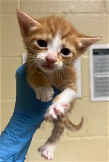 Shelter Stray Female Cat last seen MARIAN WAY & LAND PARK DR, 2127 Front St, Sacramento, CA 95818, USA