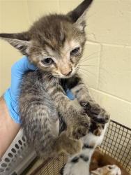 Shelter Stray Female Cat last seen WILSON AVE & AMERICAN AVE, 2127 Front St, Sacramento, CA 95818, USA