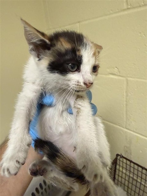 Shelter Stray Female Cat last seen WILSON AVE & AMERICAN AVE, 2127 Front St, Sacramento, CA 95818, USA