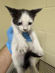 Shelter Stray Female Cat last seen WILSON AVE & AMERICAN AVE, 2127 Front St, Sacramento, CA 95818, USA