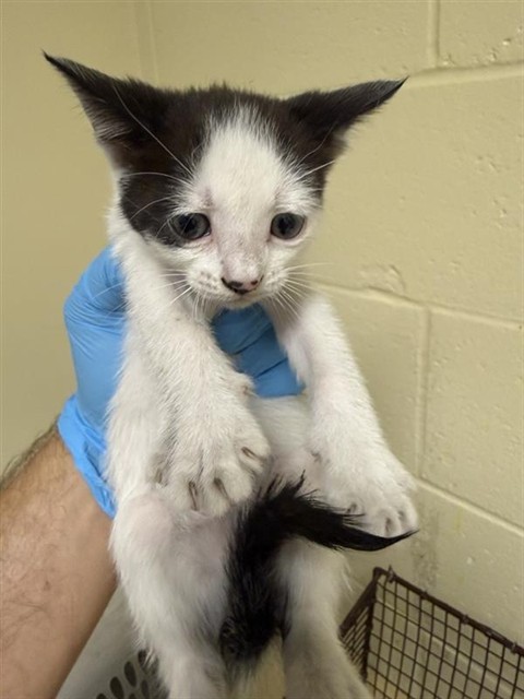 Shelter Stray Female Cat last seen WILSON AVE & AMERICAN AVE, 2127 Front St, Sacramento, CA 95818, USA