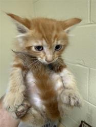Shelter Stray Male Cat last seen WILSON AVE & AMERICAN AVE, 2127 Front St, Sacramento, CA 95818, USA