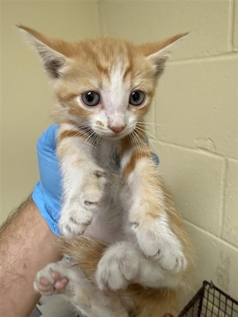 Shelter Stray Male Cat last seen WILSON AVE & AMERICAN AVE, 2127 Front St, Sacramento, CA 95818, USA