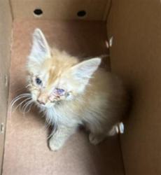 Shelter Stray Male Cat last seen HARRIS AVE & KNIGHTLINGER ST, 2127 Front St, Sacramento, CA 95818, USA