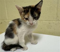 Shelter Stray Female Cat last seen HARRIS AVE & KNIGHTLINGER ST, 2127 Front St, Sacramento, CA 95818, USA