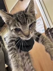 Shelter Stray Male Cat last seen HARRIS AVE & KNIGHTLINGER ST, 2127 Front St, Sacramento, CA 95818, USA