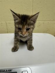 Shelter Stray Female Cat last seen HARRIS AVE & KNIGHTLINGER ST, 2127 Front St, Sacramento, CA 95818, USA