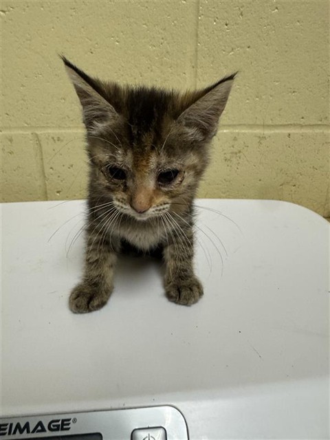 Shelter Stray Female Cat last seen HARRIS AVE & KNIGHTLINGER ST, 2127 Front St, Sacramento, CA 95818, USA