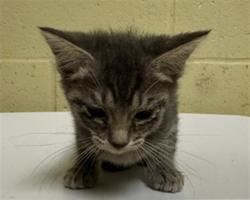 Shelter Stray Male Cat last seen HARRIS AVE & KNIGHTLINGER ST, 2127 Front St, Sacramento, CA 95818, USA